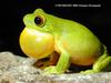 Southern Orange-eyed Treefrog (Litoria chloris)