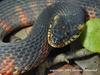 Banded Watersnake (Nerodia fasciata fasciata)