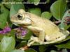 Cuban Treefrog (Osteopilus septentrionalis)