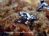 Amazon Milk Frog (Phrynohyas resinifictrix)