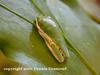 Tiger-striped Monkey Frog (Phyllomedusa hypochondrialis)