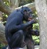 Bonobo (Pan paniscus)