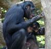 Bonobo (Pan paniscus)