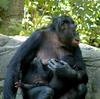 Bonobo (Pan paniscus)