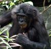 Bonobo (Pan paniscus)