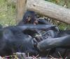 Bonobo (Pan paniscus)