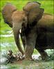 African Elephant (Loxodonta africana)