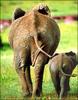 African Elephant (Loxodonta africana)