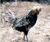 Golden-laced Polish Chicken