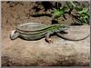 Six-lined Racerunner (Cnemidophorus sexlineatus)