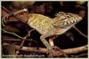 Southern Angle-headed Dragon (Hypsilurus spinipes)