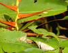 Emerald Basilisk (Basiliscus plumifrons)