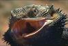 Bearded Dragon (Pogona vitticeps)