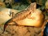 Bearded Dragon (Pogona vitticeps)