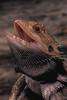 Bearded Dragon (Pogona vitticeps)