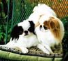 [Breed Infomation] JAPANESE CHIN