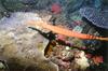 Trumpetfish