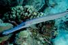 Trumpetfish