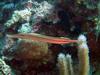 Trumpetfish