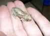 Desert Treefrog (Litoria rubella)