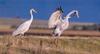 Brolga pair (Grus rubicunda)