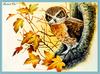 [Eric Shepherd] Southern Boobook Owl (Ninox boobook)