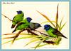 [Eric Shepherd] Blue-faced Parrot-finch (Erythrura trichroa)