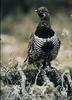 Spruce Grouse (Dendragapus canadensis)