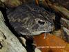 Southern Toad (Bufo terrestris)