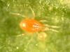 칠레이리응애 Phytoseiulus persimilis (predator mite)