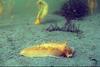 Sea Slug, Tritonia diomedea