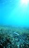 Healthy seagrass with a conch