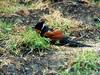 밤색날개뻐꾸기 Clamator coromandus (Chestnut-winged Cuckoo)