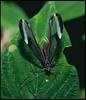 Clearwing Butterfly