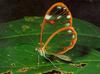 Clearwing Butterfly