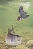 Glen Loates Art : Kingfisher