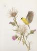 Glen Loates Art : Goldfinch