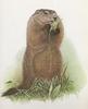 Glen Loates Art : Marmot