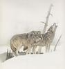 Glen Loates Art : Grey Wolves