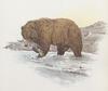 Glen Loates Art : Bear