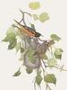 Glen Loates Art : Oriole
