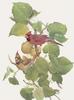 Glen Loates Art : Cardinals