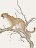 Glen Loates Art : Cougar
