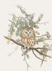 Glen Loates Art : Owl
