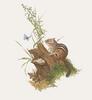Glen Loates Art : Chipmunk