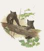 Glen Loates Art : American Black Bear cubs