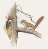 Glen Loates Art : Squirrel & Woodpecker