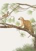 Glen Loates Art : Squirrel & Marten