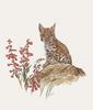 Glen Loates Art : Bobcat
