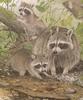 Glen Loates Art : Raccoons